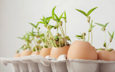 huevos con esquejes plantados